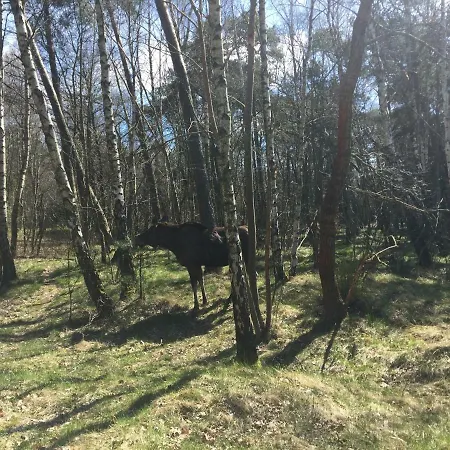In The * Kłajpeda